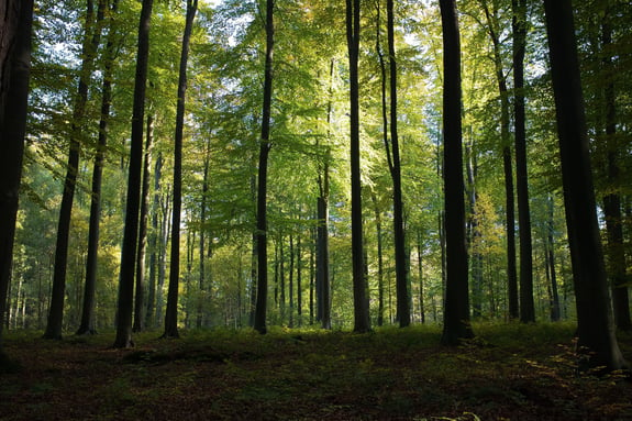 Tall trees in a forest